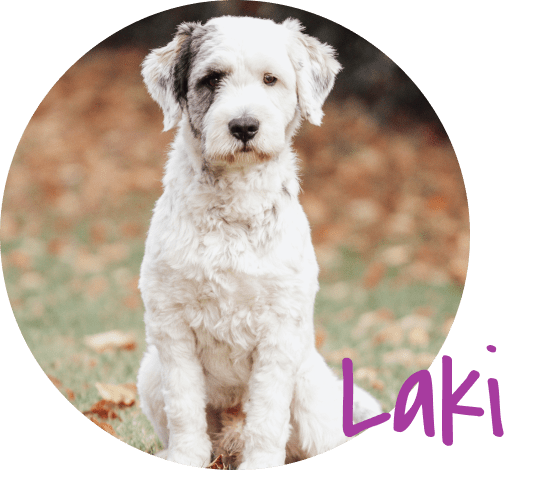 Laki Porträtfoto
