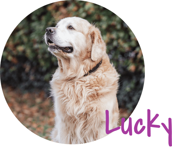Lucky Porträtfoto