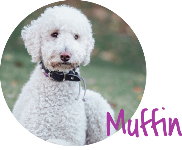 Muffin Porträtfoto 