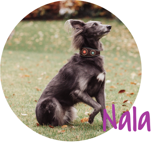 Nala macht Sitz
