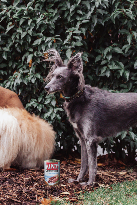 Nala mit Rinti Kennerfleisch Dose