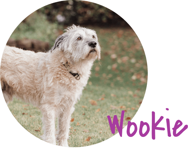 Wookie schaut in die Ferne