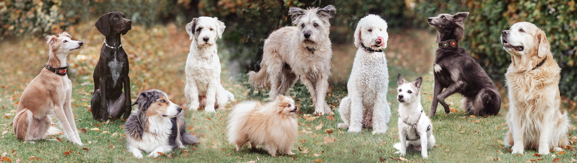 Gruppenbild der Finnern Firmen-Hunde