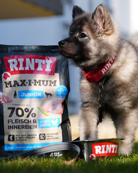 Huskey mit RINTI Junior MAX-I-MUM