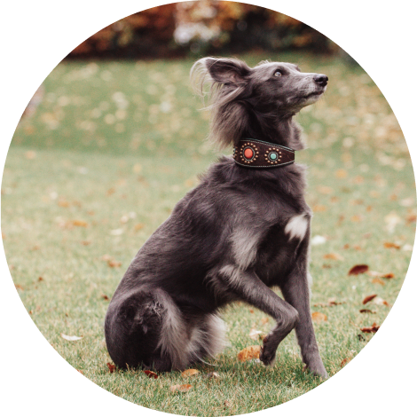 Nala Porträt 